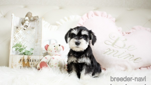 成約済の佐賀県のミニチュアシュナウザー-291028の1枚目