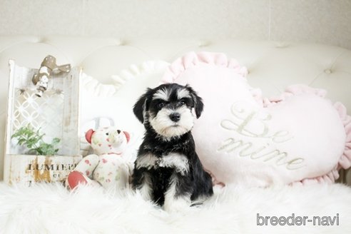 成約済の佐賀県のミニチュアシュナウザー-291028の5枚目