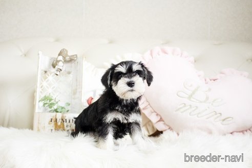 成約済の佐賀県のミニチュアシュナウザー-291028の4枚目