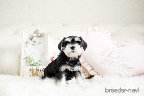 成約済の佐賀県のミニチュアシュナウザー-291028の3枚目