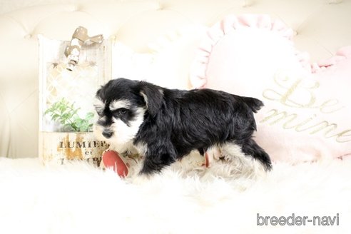 成約済の佐賀県のミニチュアシュナウザー-291028の2枚目