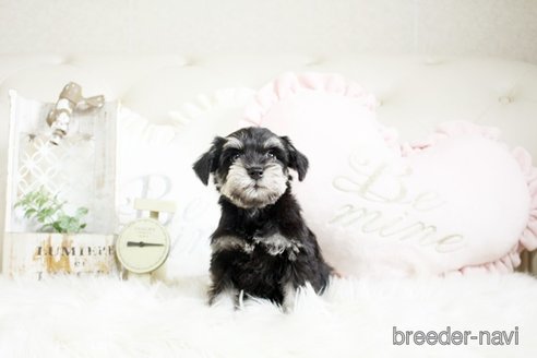 成約済の佐賀県のミニチュアシュナウザー-291029の5枚目