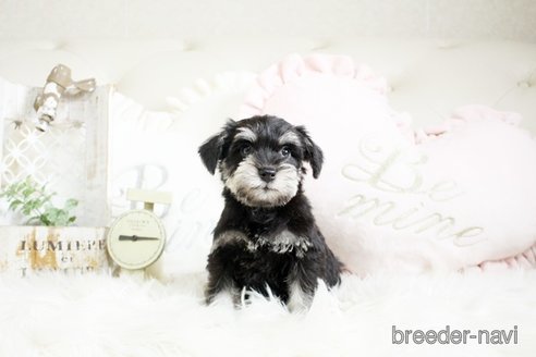 成約済の佐賀県のミニチュアシュナウザー-291029の4枚目