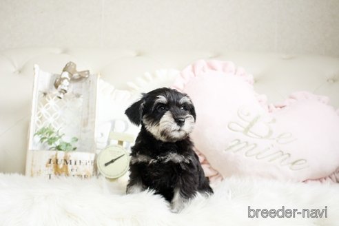 成約済の佐賀県のミニチュアシュナウザー-291029の3枚目