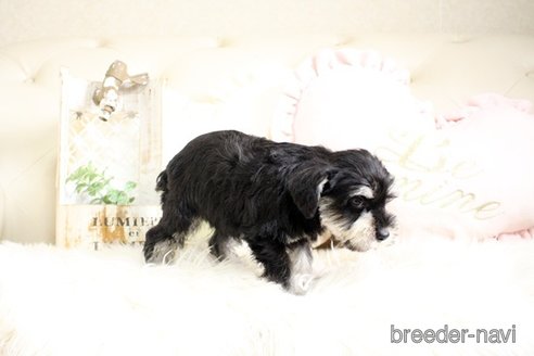 成約済の佐賀県のミニチュアシュナウザー-291029の2枚目