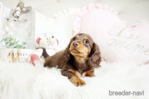 成約済の佐賀県のカニンヘンダックスフンド(ロングヘアード)-291030の5枚目