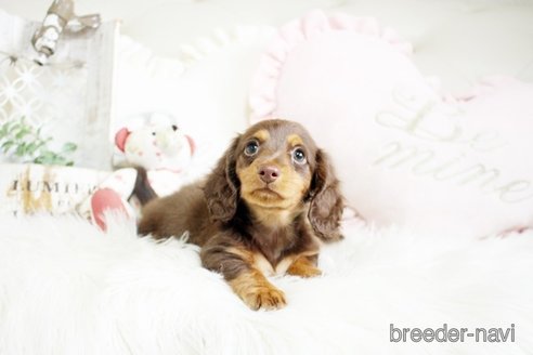 成約済の佐賀県のカニンヘンダックスフンド(ロングヘアード)-291030の4枚目