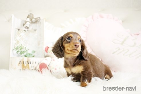 成約済の佐賀県のカニンヘンダックスフンド(ロングヘアード)-291030の3枚目