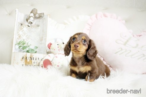 成約済の佐賀県のカニンヘンダックスフンド(ロングヘアード)-291030の2枚目