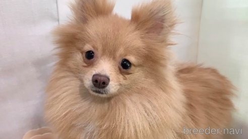販売中の東京都のポメラニアン-244833の6枚目