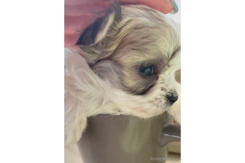 成約済の福岡県のチワマル:チワワ×マルチーズ-291043の2枚目