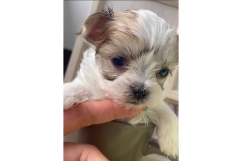 成約済の福岡県のチワマル:チワワ×マルチーズ-291043の3枚目
