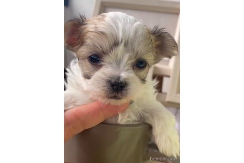 成約済の福岡県のチワマル:チワワ×マルチーズ-291043の4枚目