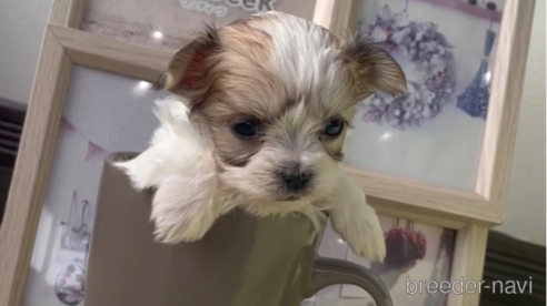 成約済の福岡県のチワマル:チワワ×マルチーズ-291043の1枚目