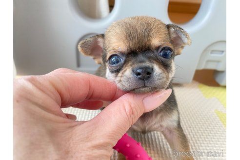 成約済の静岡県のチワワ(スムースコート)-291047の5枚目