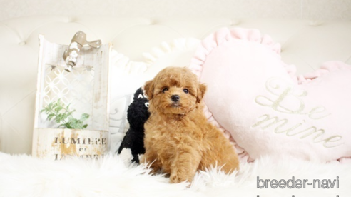 成約済の佐賀県のトイプードル-291048の1枚目