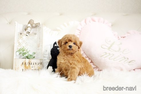 成約済の佐賀県のトイプードル-291048の5枚目