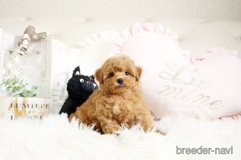 成約済の佐賀県のトイプードル-291048の4枚目