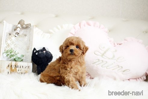 成約済の佐賀県のトイプードル-291048の3枚目