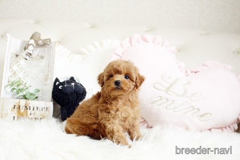 成約済の佐賀県のトイプードル-291048の2枚目