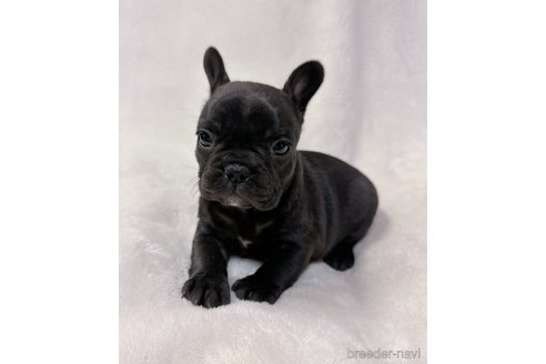 成約済の山口県のフレンチブルドッグ-291068の8枚目