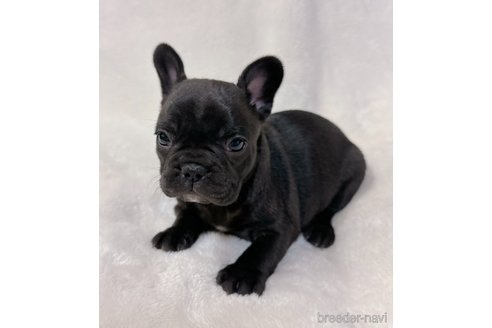 成約済の山口県のフレンチブルドッグ-291068の9枚目