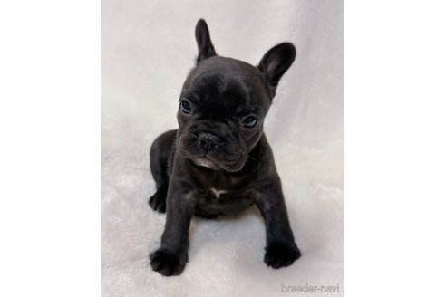 成約済の山口県のフレンチブルドッグ-291068の10枚目