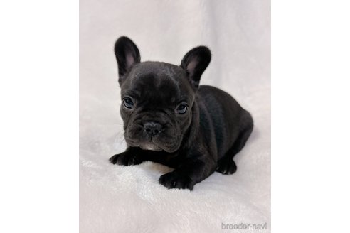 成約済の山口県のフレンチブルドッグ-291068の6枚目