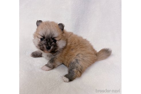 成約済の山口県のポメラニアン-291070