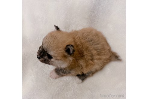 成約済の山口県のポメラニアン-291070の5枚目