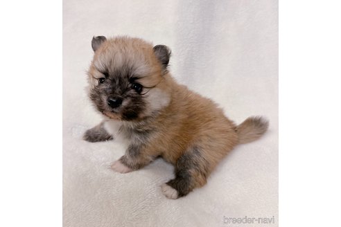 成約済の山口県のポメラニアン-291070の2枚目