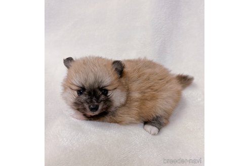 成約済の山口県のポメラニアン-291070の3枚目