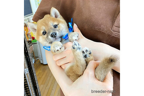成約済の神奈川県の豆柴-290406の2枚目