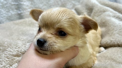 成約済の滋賀県のチワワ(ロングコート)-288667の12枚目
