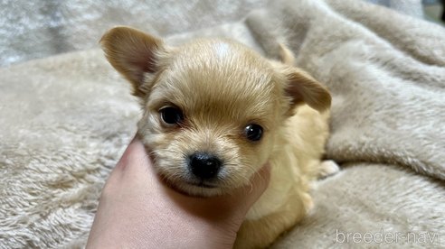成約済の滋賀県のチワワ(ロングコート)-288667の11枚目