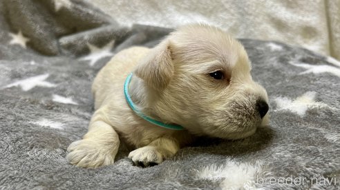 成約済の滋賀県のミニチュアシュナウザー-291100の9枚目