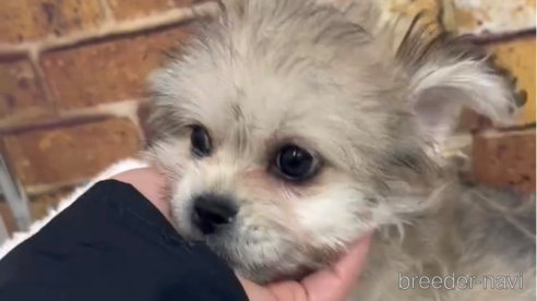 成約済の福岡県のミックス犬-278512の2枚目