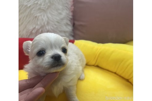 成約済の栃木県のチワワ(ロングコート)-287103の1枚目