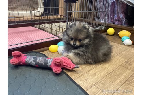 成約済の福岡県のポメラニアン-291136の21枚目