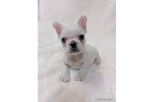 成約済の山口県のフレンチブルドッグ-289818