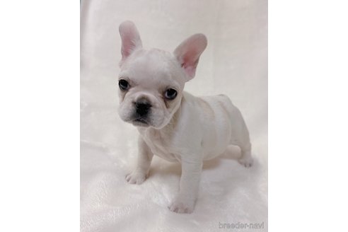 成約済の山口県のフレンチブルドッグ-289818の3枚目