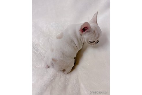 成約済の山口県のフレンチブルドッグ-289818の4枚目