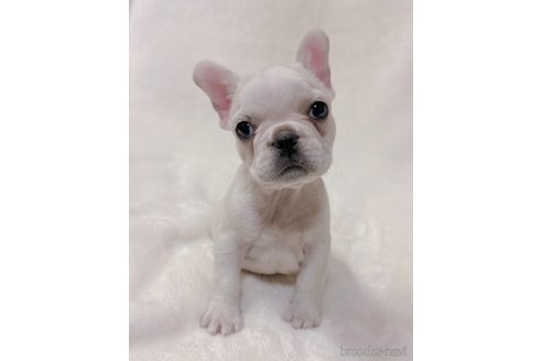 成約済の山口県のフレンチブルドッグ-289818の5枚目