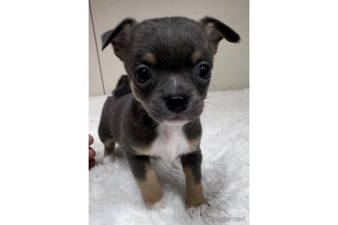 成約済の福岡県のチワワ(スムースコート)-291176の3枚目