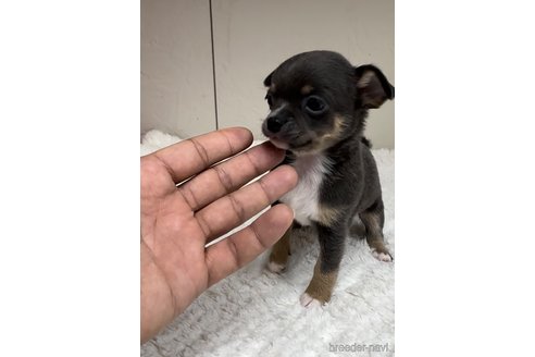 成約済の福岡県のチワワ(スムースコート)-291176の4枚目