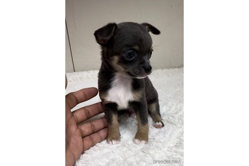 成約済の福岡県のチワワ(スムースコート)-291176の5枚目