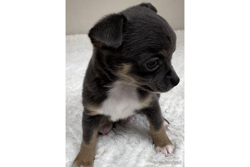 成約済の福岡県のチワワ(スムースコート)-291176の2枚目