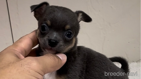 成約済の福岡県のチワワ(スムースコート)-291176の1枚目