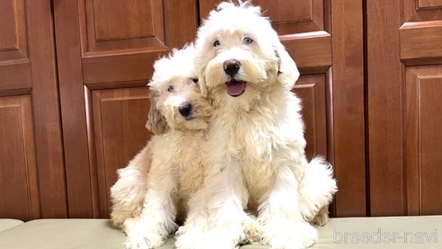 成約済の茨城県のミックス犬-277683の5枚目