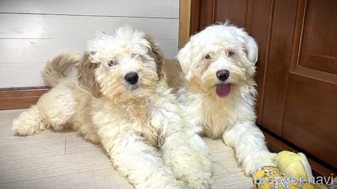成約済の茨城県のミックス犬-277683の3枚目